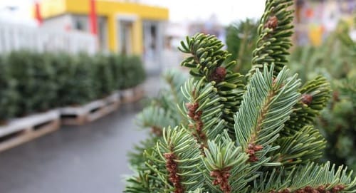 К Новому году лесхоз выставит на продажу 31 тысячу елок и сосен