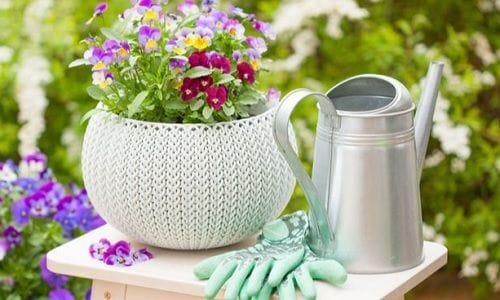 Багаторічні квіти для дачі