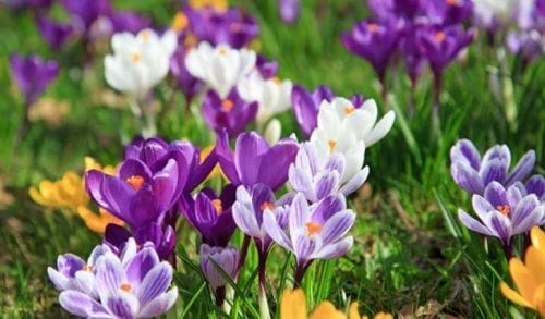 Самі невибагливі багаторічні квіти для дачі