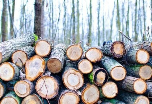 На Кировоградщине незаконно порубили акации