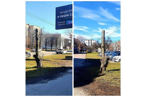 В Кропивницькому підприємців оштрафували через пошкоджене дерево
