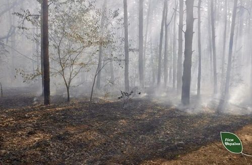 На Кіровоградщині виникла лісова пожежа з вини місцевих мешканців