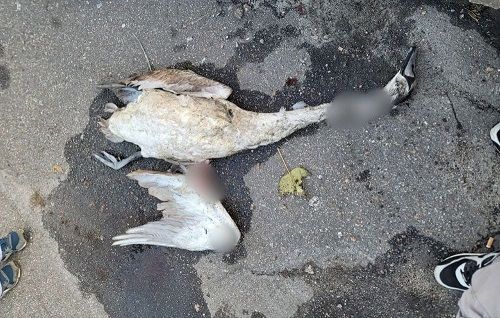 Вбиває птахів і нападає на жінок: в Кропивницькому шукають чоловіка з ножем