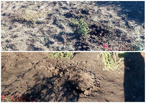 В Кропивницькому комунальники показали наслідки «роботи» «квіткових вандалів»