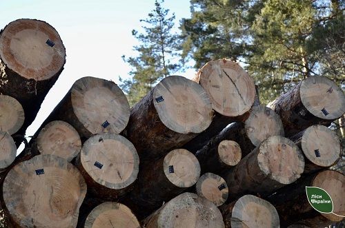 На Кіровоградщині лісівники забезпечують військових деревиною і не тільки