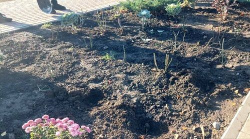 «Зовсім совість втратили»: в Кропивницькому невідомі крадуть десятками квіти з клумб