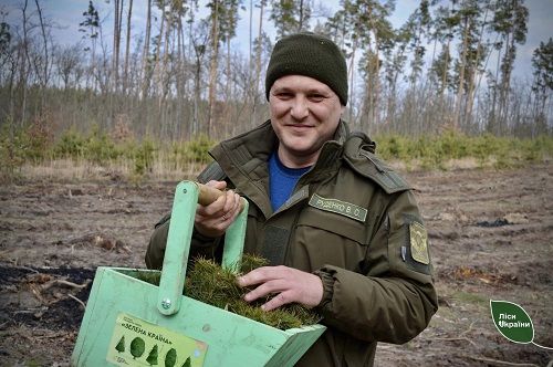 На Кіровоградщині лісівники відновили понад 83 гектари лісів