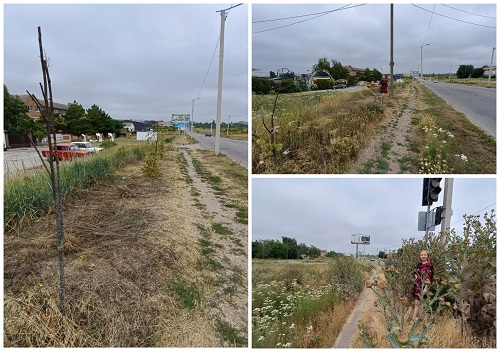 В Кропивницькому загинули кавові дерева, які висадили вчителі і вихователі