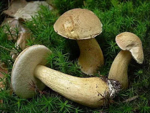Гірчаки