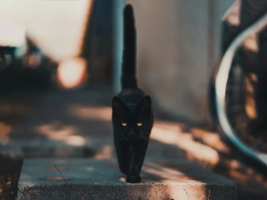 Прикмети про котів