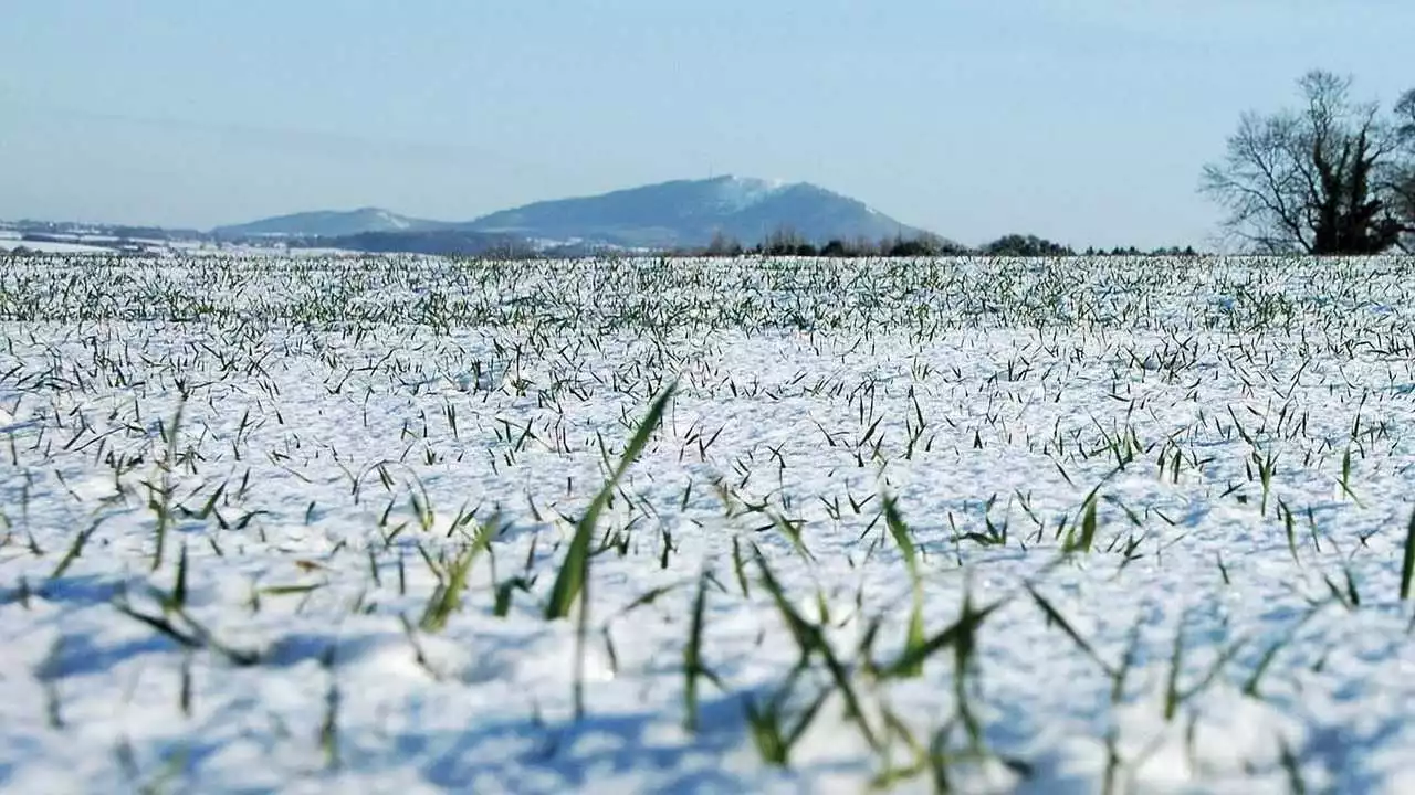 Озимі культури