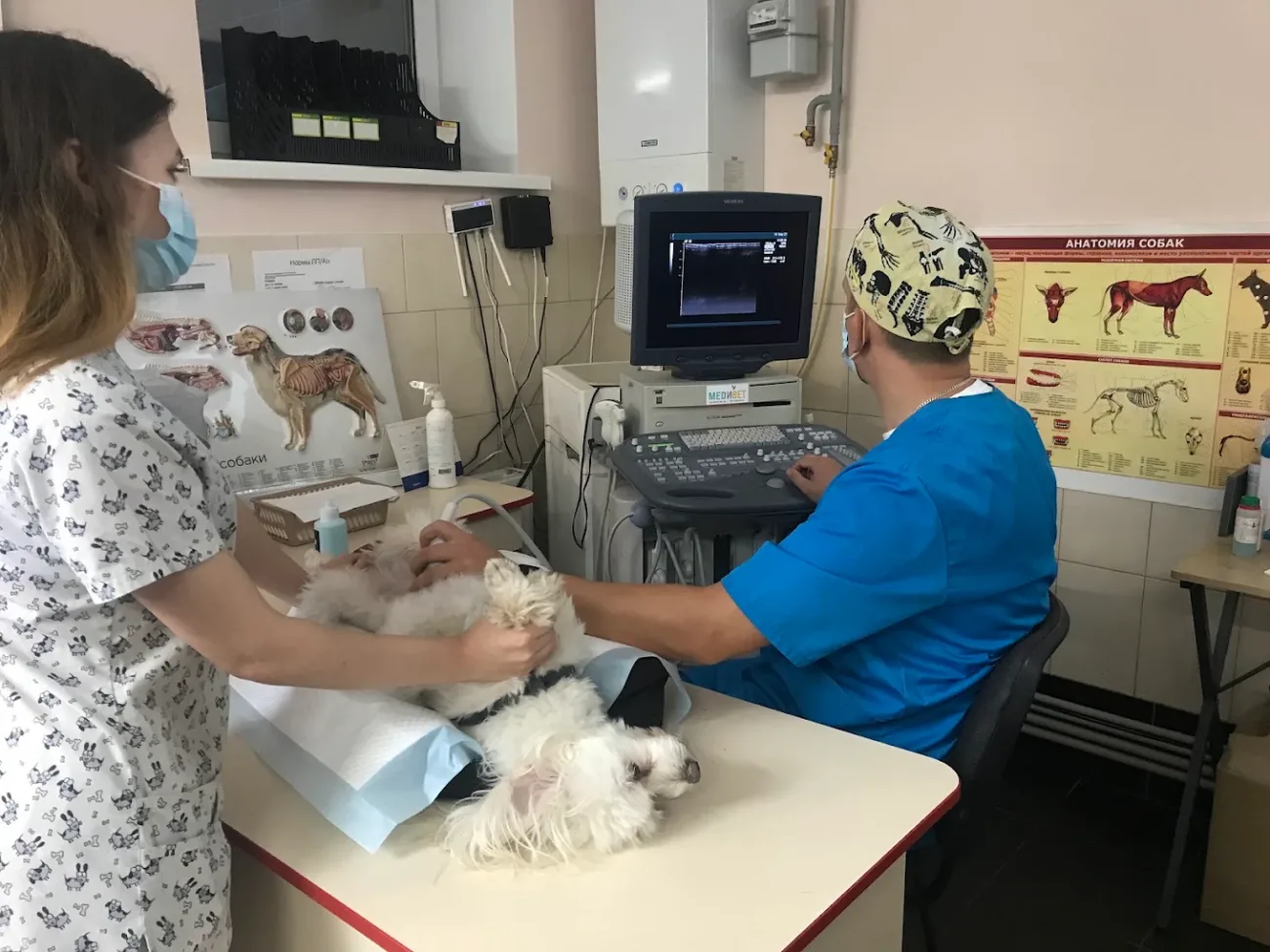DR.VET
